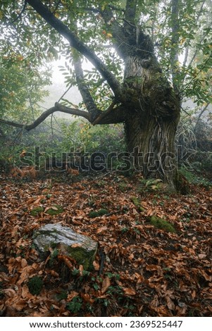 Macabre appearance of an ancient chestnut tree in the mountains of Ancares range in Lugo Galicia