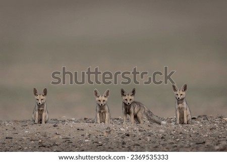 Picture in Kuwait desert for Arabian fox