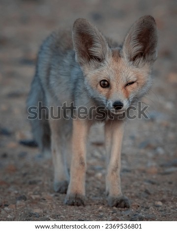Picture for Arabian fox Winking