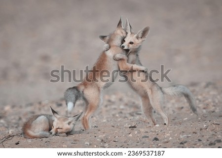 Picture in Kuwait desert for Arabian fox hug each other