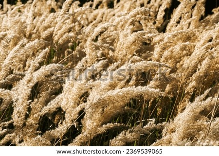Dry grass texture. Field of parched plants. Decorative rustic wedding background. Fluffy pompous grass. Yellow color dried plants. Golden color nature. Royalty-Free Stock Photo #2369539065