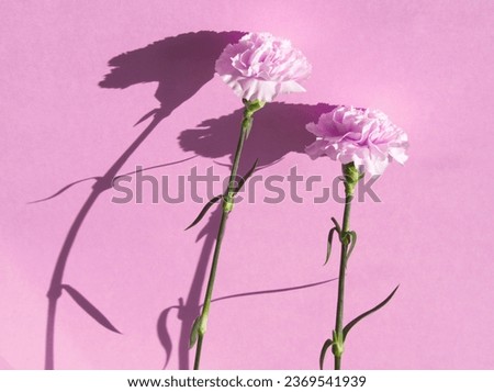 Soft pink flower on pink background. Two carnation or dianthus flowers on monochrome background. Pink aesthetic. Couple. Soft petals texture. Celebration card. Hard light. Flowers hard shadow concept.