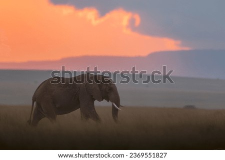 Picture in masai mara for elephant in sunset