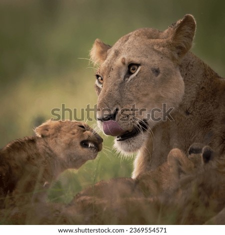 Picture in masai mara for lioness with her naughty cub