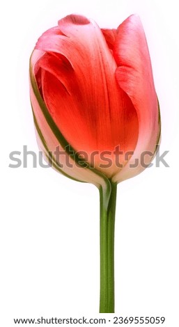 Orange   tulip flower  on white isolated background with clipping path. Closeup. For design. Nature. Royalty-Free Stock Photo #2369555059