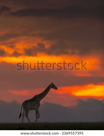 Picture in masai mara for giraffe during sunset