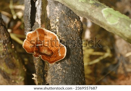 Microporus xanthopus mushroom growth for rain season on tree trunk in Chet Kod waterfall on Thailand 