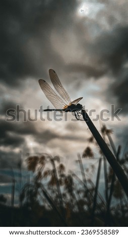 Beautifull Fly with clouds and sky.