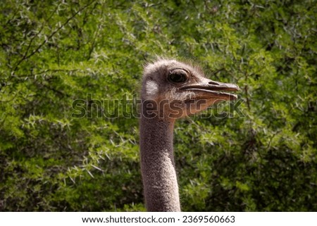 Beautiful ostrich, with Vachellia erioloba (Giraffe thorn tree) in the background.  
