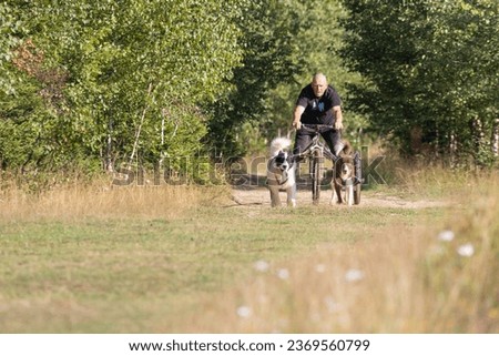 man and greenland husky dog musher team with two dogs pulling bike in green meadow on a summer sunny day