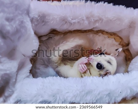 Inside the bed there is a cute slit-eyed sugar glider