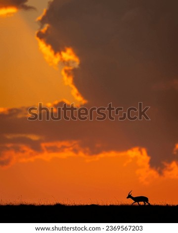 Picture in masai mara for gazelle during sunset