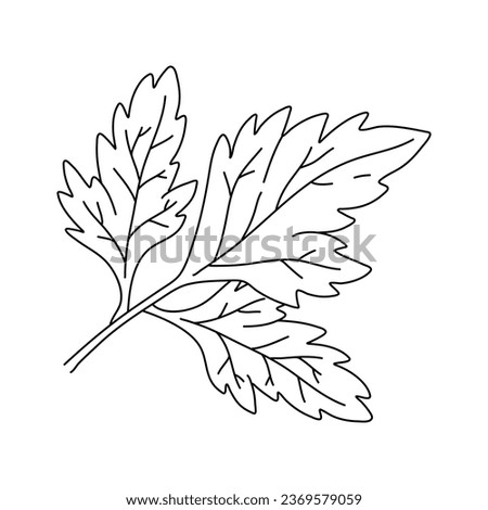 Parsley leaves black doodle line sketch isolated on white background. Doodle hand drawn vegetable icons. Vector illustration