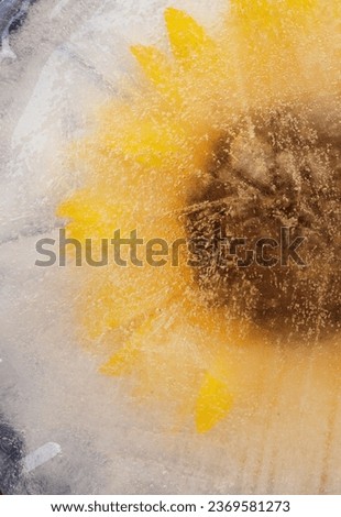 yellow sunflower frozen within a block of ice