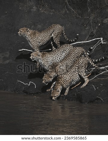 Picture in masai mara for group of Cheetah drinking water