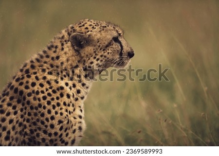 Picture for cheetah in masai mara