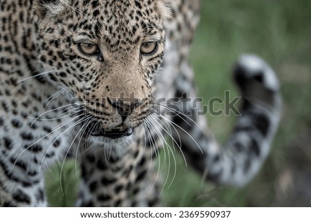 Portrait picture for leopard in masai mara