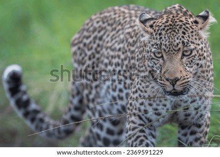 Portrait picture in masai mara for leopard