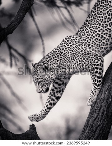 Black and white picture for leopard going  down  from tree