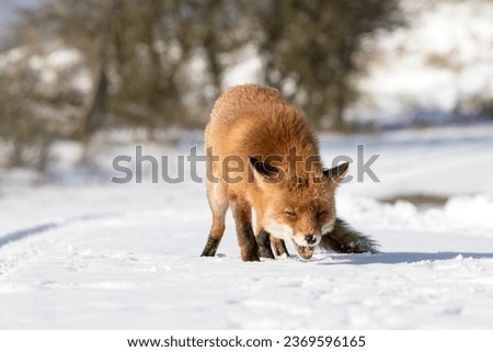 Old Red Fox Standing in the Snow