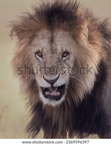 Picture in masai mara for male lion upset