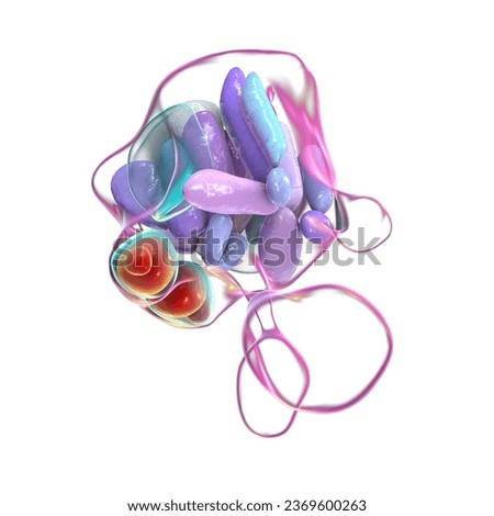 Detailed 3D illustration of hypothalamic nuclei, showcasing the brain's vital control center for various physiological functions.