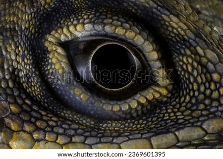 Hypsilurus Magnus forest dragon lizard closeup eyes, Detail eyes Hypsilurus Magnus forest dragon lizard 