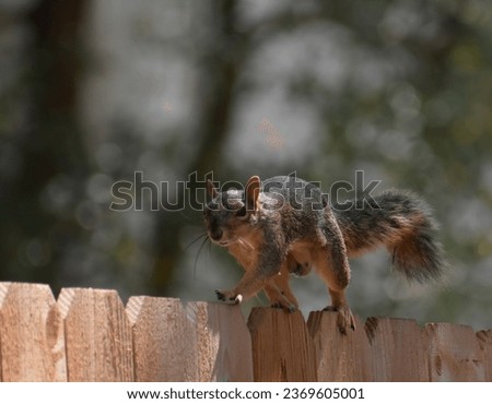 fox squirrel beautiful picture timing of click