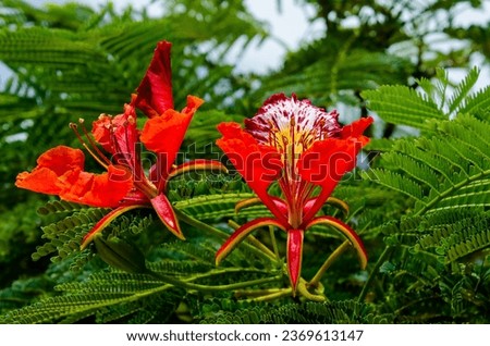 Delonix regia, commonly called flamboyant or royal poinciana, is a tropical tree