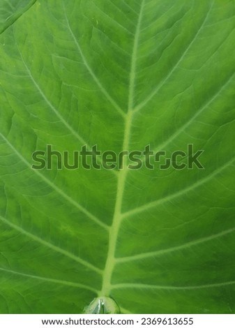Details of a green leaf. Full screen backgrounds and textures.