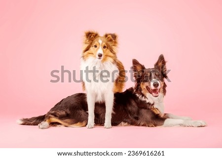 Border Collie dog and Shetland Sheepdog dog in the photo studio on pink background