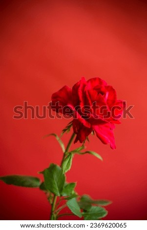 Flowers of beautiful blooming red rose isolated on red background.