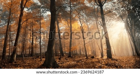 Majestic sunrays illuminating autumn woods with misty atmosphere and beautiful warm foliage colors Royalty-Free Stock Photo #2369624187