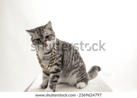 calico cat wearing a crown on a white background