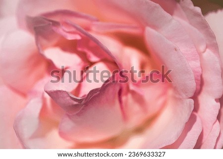 A beautiful rose picture. Taken with a macro lense.