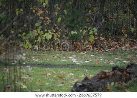 Squirrel standing on grassy ground