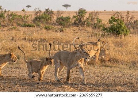 Lion in Masai Mara Kenya Africa