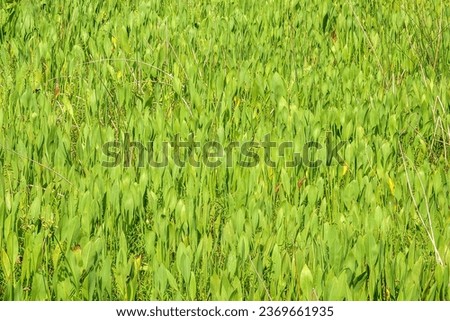 Colony of lance-leaf arrowhead (binomial name: Sagittaria lancifolia), also known as bulltongue arrowhead and duck potato, growing in a freshwater marsh in southeast Florida Royalty-Free Stock Photo #2369661935