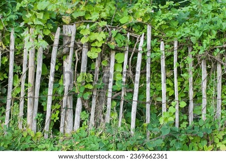 Picket fences are a popular choice for garden fencing and are known for their rustic and natural aesthetic. They blend in well with the green surroundings and give any garden a charming, rural charm.