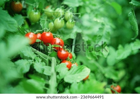 Bunch of cherry tomatoes on a background of green leaves. Ripe red and unripe tomato fruits. Selective focus.