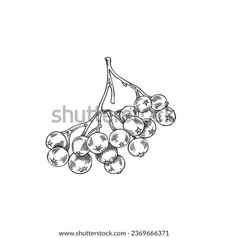 Branch with rowan berries, vector illustration in sketch style isolated on white background. Hand drawn fall nature element, image in engraving. Vintage mountain-ash berries without leaves. Royalty-Free Stock Photo #2369666371