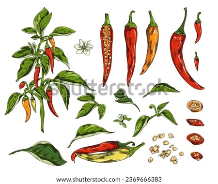 Chili peppers, pod slices, leaves, flowers and seeds. Color natural flavoring spicy food vector illustrations isolated set. Agricultural cayenne paprika plant. Hand drawn floral and vegetable elements Royalty-Free Stock Photo #2369666383