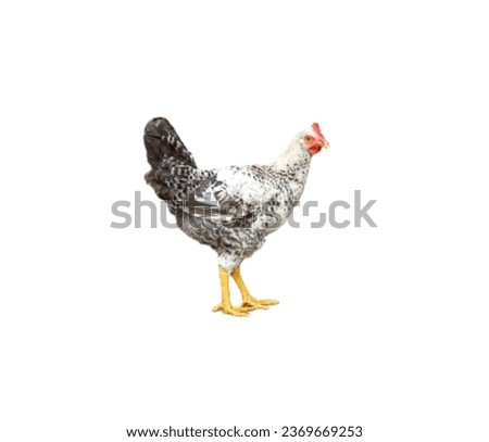 White black color rooster standing small on white background