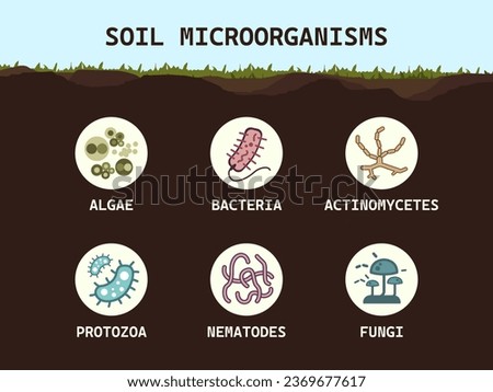 Soil biology. Soil microorganisms: bacteria, fungi, algae, protozoa, nematodes, actinomycetes. Microbiology. Vector flat illustration Royalty-Free Stock Photo #2369677617