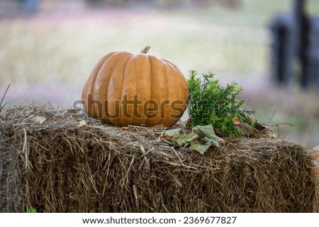 Pumpkin as a symbol of autumn and Halloween. Halloween background concept. Jack O, pumpkin, shadow of an evil face. Creepy smiling shadow of orange Jack-o'-lantern, Halloween party design