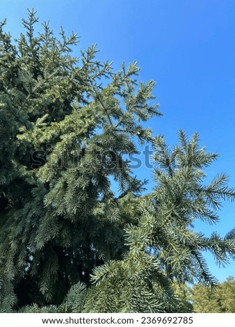 Spruce branches against the blue sky. Natural background. Location vertical.