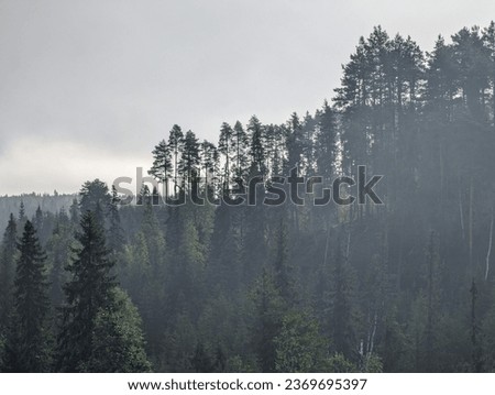 Dark forest with fog and clouds. High quality photo