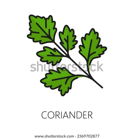 Green coriander or parsley, herb seasoning food condiment outline icon. Vector fresh coriander aromatic herb spice, herbal plant twig Royalty-Free Stock Photo #2369702877