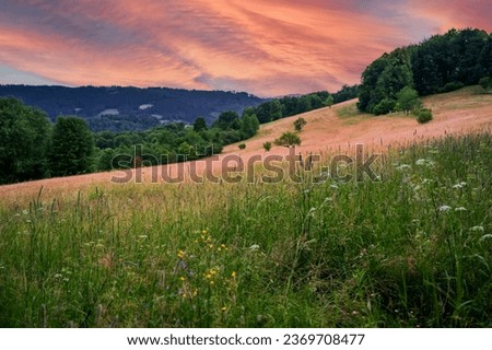 Nice warm sunrise, wild blooming meadow and field, wood on hill in Hajdovy paseky, Moravia, Czech republic.