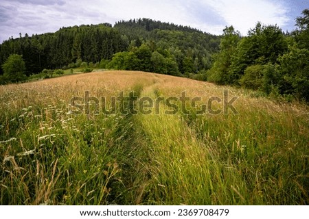 Small field path in wild grass and flower. Mountain meadow in summer, Hajdovy paseky, Beskydy, Czech republic.
